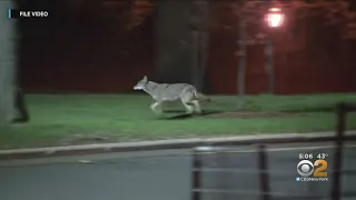 Coyote Sighting In Central Park