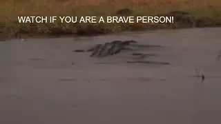 CROCODILE ATTACKS ON PEOPLE CAUGHT ON CAMERA! CROCODILE  drags MAN from river bank into the water!