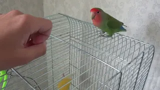 Кеша попугай кусается