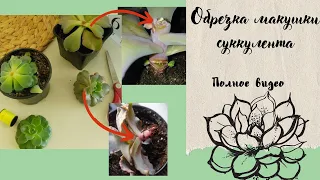 Спасаем вытянувшиеся суккуленты. Обрезка, укоренение, детки #succulents #суккуленты #эхеверия