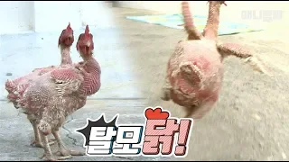 남 일 같지 않은 일 ㅣ *SHOCKING! Mysterious Chickens With Hair Loss*