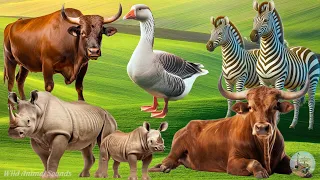 Farm Animal Sounds: Buffalo, Goose, Cow, Rhinoceros, Zebras - Cute Little Animals