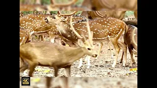 Whitetail Deer Videos: Amazing Up Close Footage 4K video's #wildlife  #animals