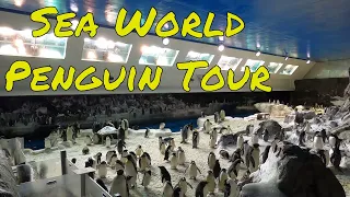 Sea World Behind The Scenes Penguin Tour Feb 2020