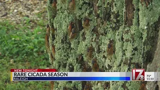 Cicadas in the Triangle: Sights, sounds in central NC during insect phenomenon