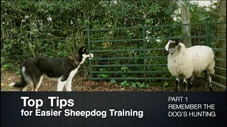 Top Tips for Sheepdog Training (Part 1) Remember the Dog's Hunting