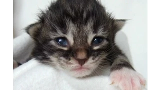 Cute Baby Kitten Videos 2015