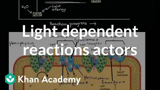 Light dependent reactions actors