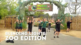 Blinding Lights TikTok Challenge by Paradise Wildlife Park