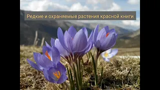 Редкие и охраняемые растения Красной книги