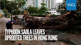 Typhoon Saola leaves uprooted trees in Hong Kong