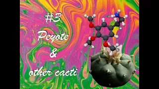 The History of Drugs #3 - Peyote & Other Psychedelic Cacti