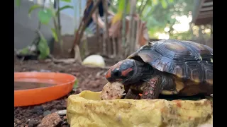 Afternoon soak and snack routine with Turbo and Dino, our baby cherry head and red foot tortoises.