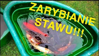 ZARYBIANIE MOJEGO STAWU! 😱😱😱 KARP, KARAŚ KOI, JESIOTR (150 ryb w stawie) !