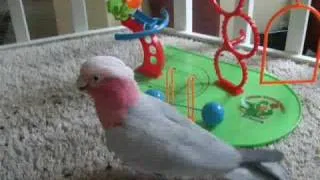 Parrot Trick Training