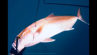 דייג בצלילה חופשית - אינטיאס- 29.04.24 - Spearfishing Israel - Amberjack