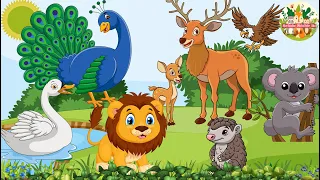 Wild Animal Sounds: Eagle, Koala, Duckling, Pangolin, Peacock, Lion, Sika Deer -  Animal Videos