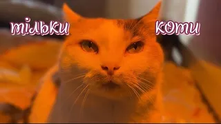 Alice Change - Тільки коти (Lyric Video) feat. Bukashka the Cat