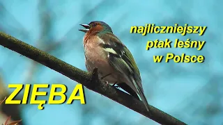 Zięba ( Fringilla coelebs ) - najliczniejszy ptak leśny