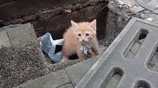The kitten was abandoned in the sewer, no one helped him, and he was finally found by a dog.