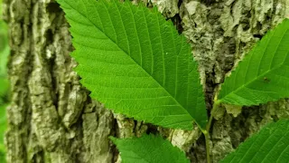 ID That Tree: American Elm