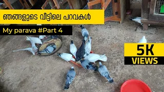 My Parava | Kerala pigeons | Some of our pigeons | ഞങ്ങളുടെ വീട്ടിലെ പറവകൾ | #part3 | #parava