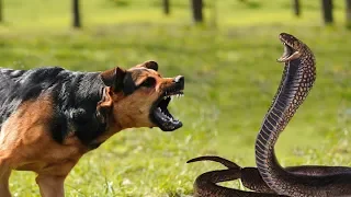 Dog Vs Snake | King Cobra Fighting Dog Fight To Live Who will Win ???