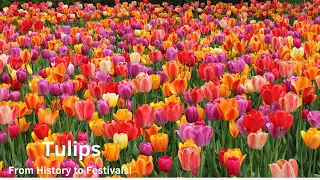 Tulips: From History to Festivals!