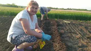 Как сажать арахис на огороде? Сажаем арахис в грунт