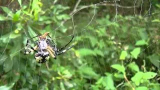 Garden Spiders Attacking Prey Compilation #2