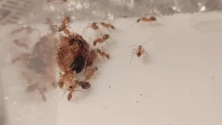 Переселение Camponotus maculatus aegyptiacus в новый формикарий