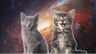 [10 Hours] Space Cats - Magic Fly (by Enjoyker) - Video & Singing Cats [1080HD] SlowTV