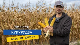 ДКС, ВНІС, Syngenta, Laboulet — хто ж краще, огляд гібридів кукурудзи на Поліссі.