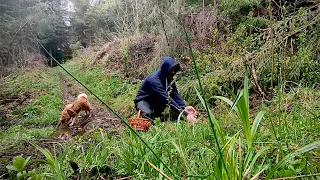 Hiking in the Carpathians for mushrooms in the middle of April:The magical spring nature