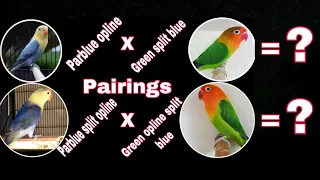 Parblue opline into green /blue | Parblue /opline into Green opline /blue | lovebirds series