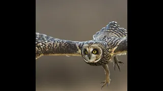 Owls: Nature’s hunting machine