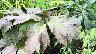 Rodgersia - They’ve gone mad this year!