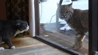 Кошка против рыси / Cat vs. bobcat