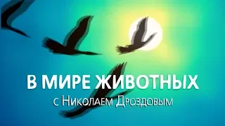 В мире животных с Николаем Дроздовым  Выпуск 27. 09 октября 2019.