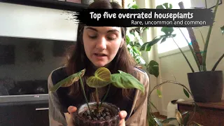 Five overrated houseplants, in my opinion