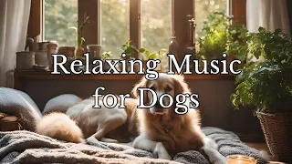 Relaxing music for DOGS 🐶/anti-anxiety music/help your dog through separation with gentle lofi beats