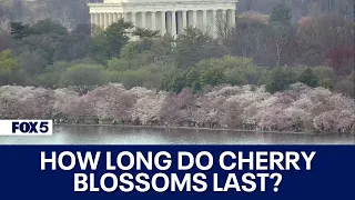 How long do cherry blossoms last?