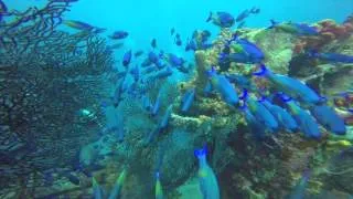The "Stav" Barbados, Scuba Diving Summer 2014