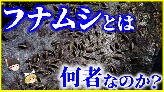 【ゆっくり解説】フナムシとは何者なのか？を解説/埠頭のゴキブリという不名誉？な異名の訳は？