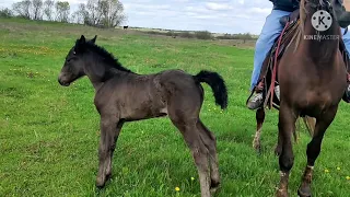 Выгул жеребенка! Знакомство с окружающим его миром! Приучение к рукам. :)