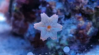 La vita nascosta nell'acquario marino di barriera