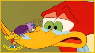 Woody Woodpecker Show | Brother Cockroach | Full Episode | Videos For Kids