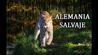 Alemania salvaje Animales En La Naturaleza - Rios y Lagos