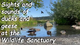 Sights and sounds of ducks and geese at the Wildlife Sanctuary