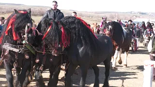 Parada cailor la Gheață Trei Movile - Bucovina 10 Martie 2024 ep.1